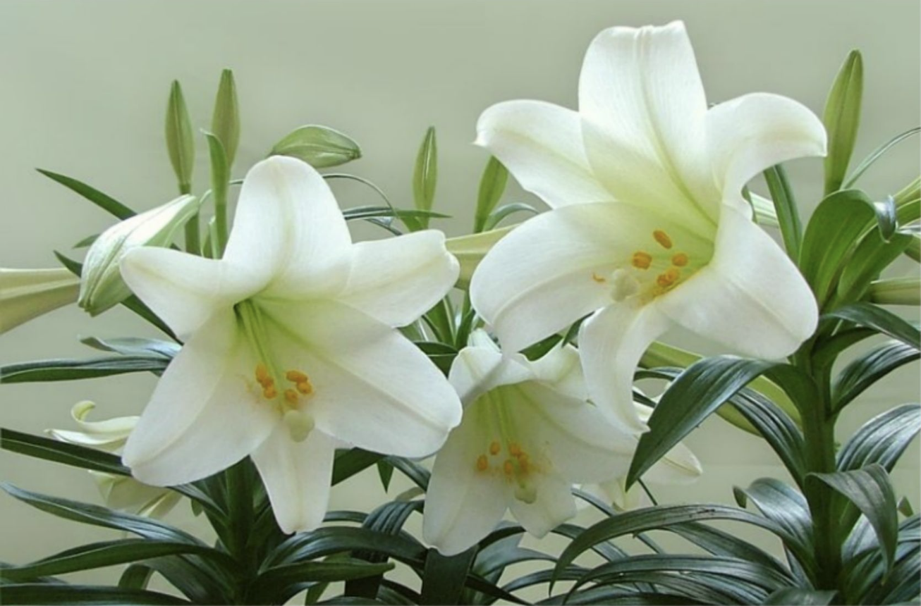 Parable of the White Lily