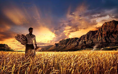 Harvest & Laborers